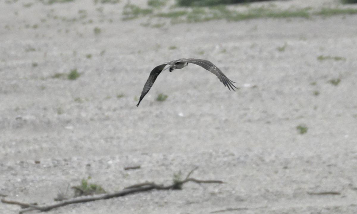 Balbuzard pêcheur - ML640114257