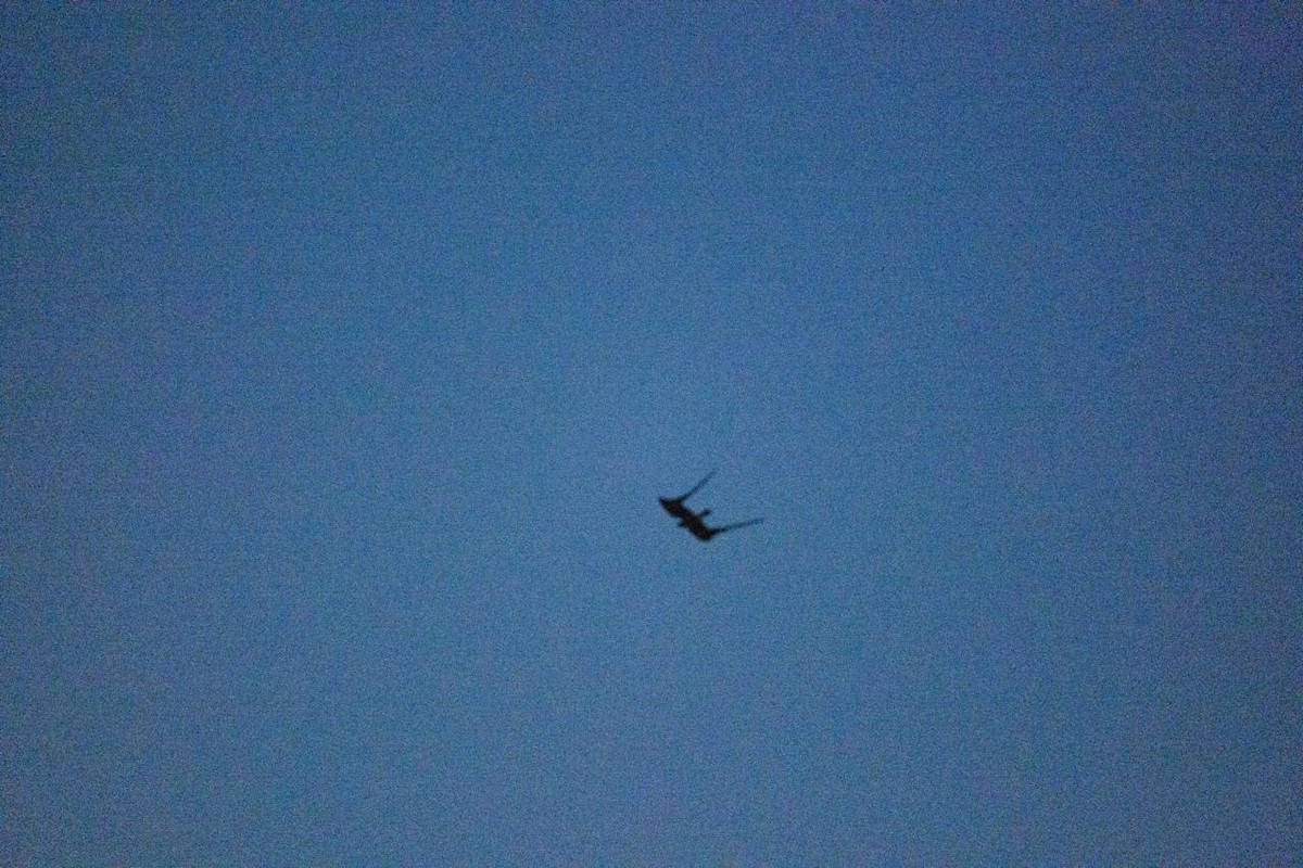 Pennant-winged Nightjar - ML640114258
