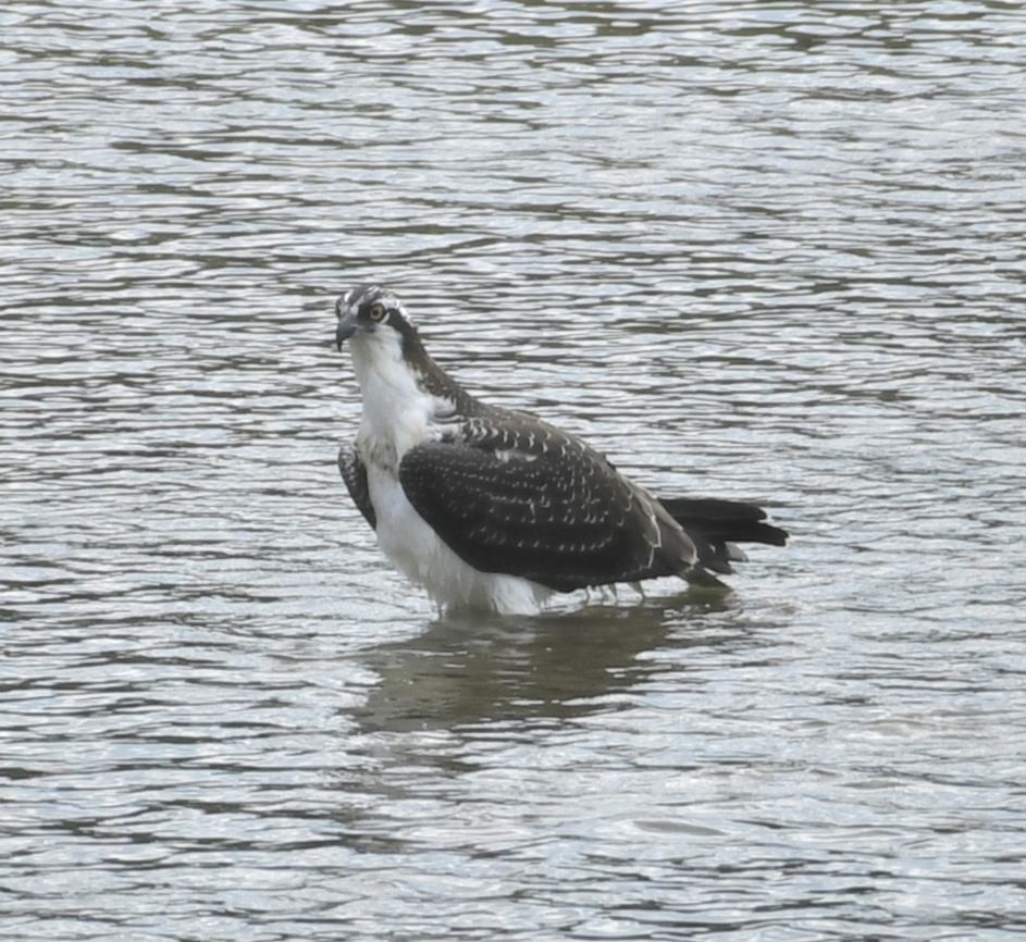 Balbuzard pêcheur - ML640114259