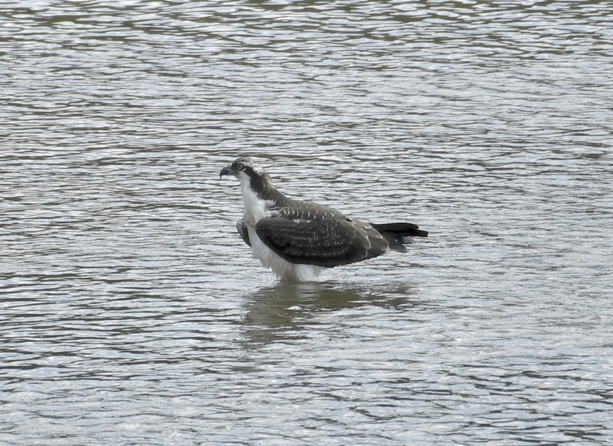 Balbuzard pêcheur - ML640114261