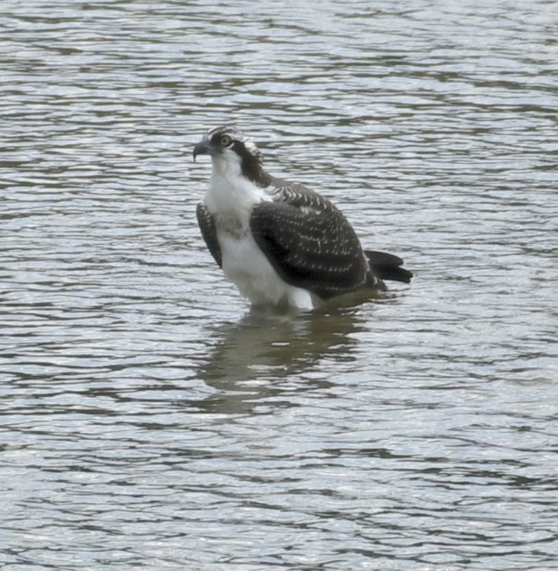 Balbuzard pêcheur - ML640114264