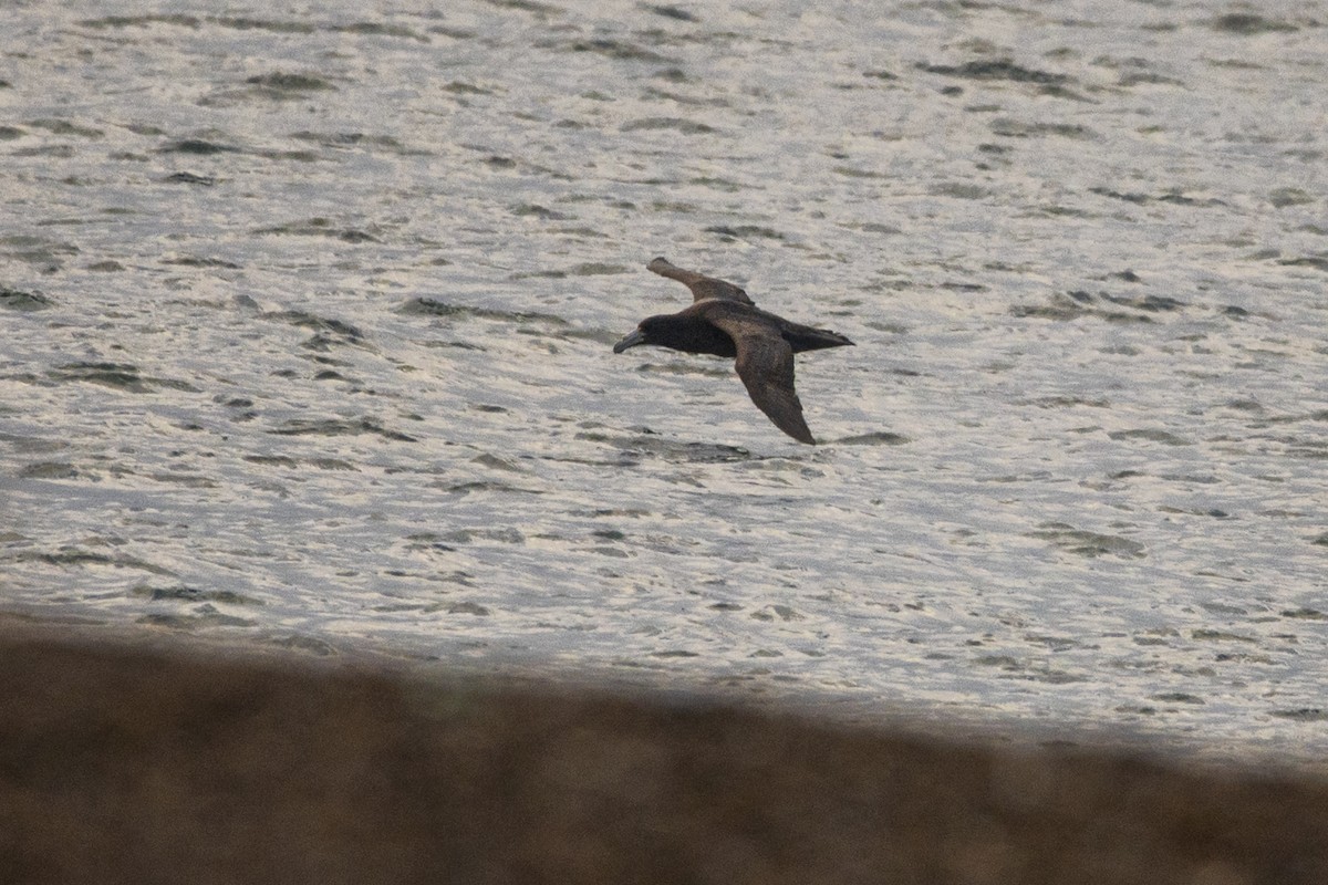 Southern Giant-Petrel - ML640114289