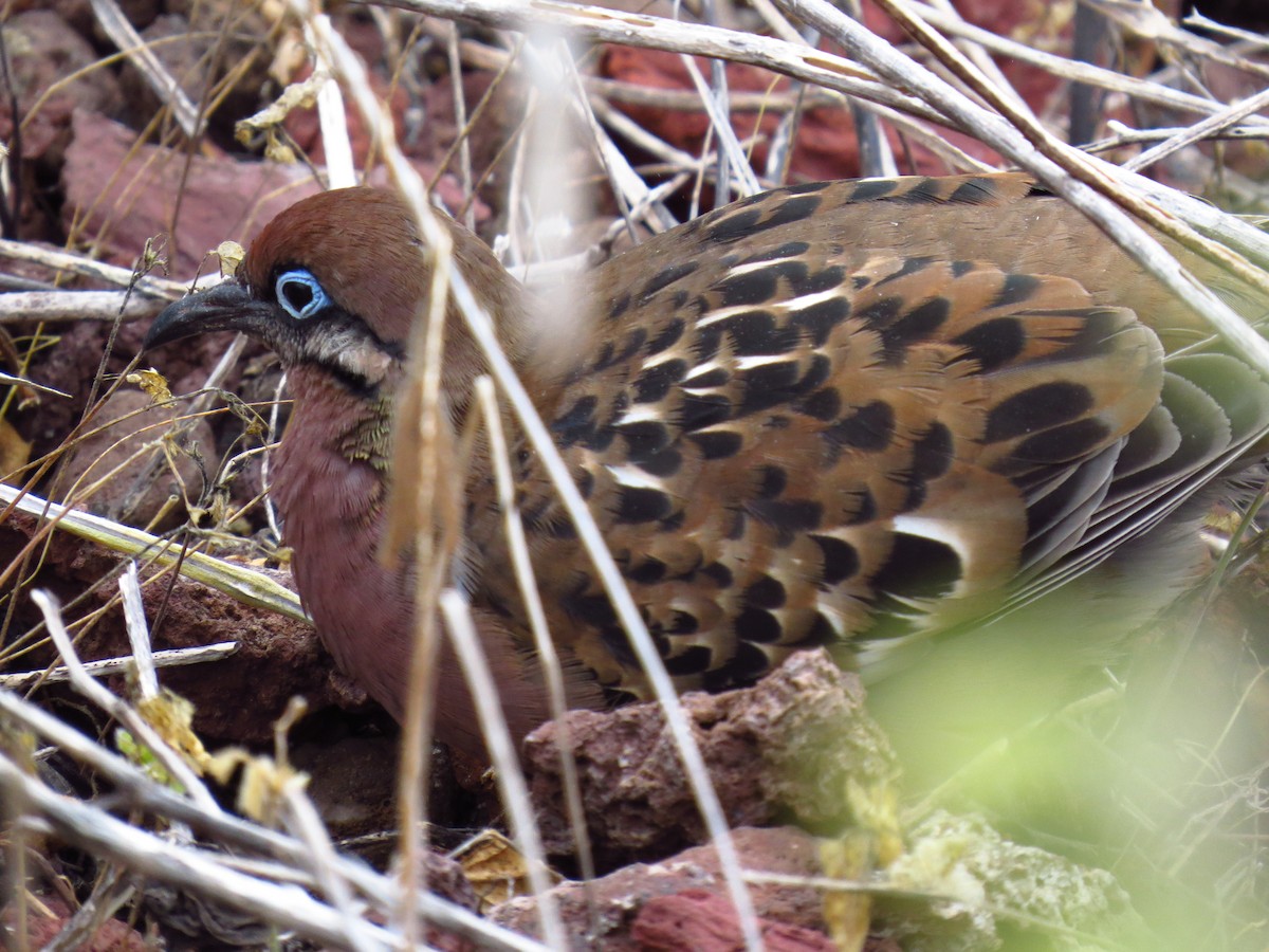 Galapagos Dove - ML640114294