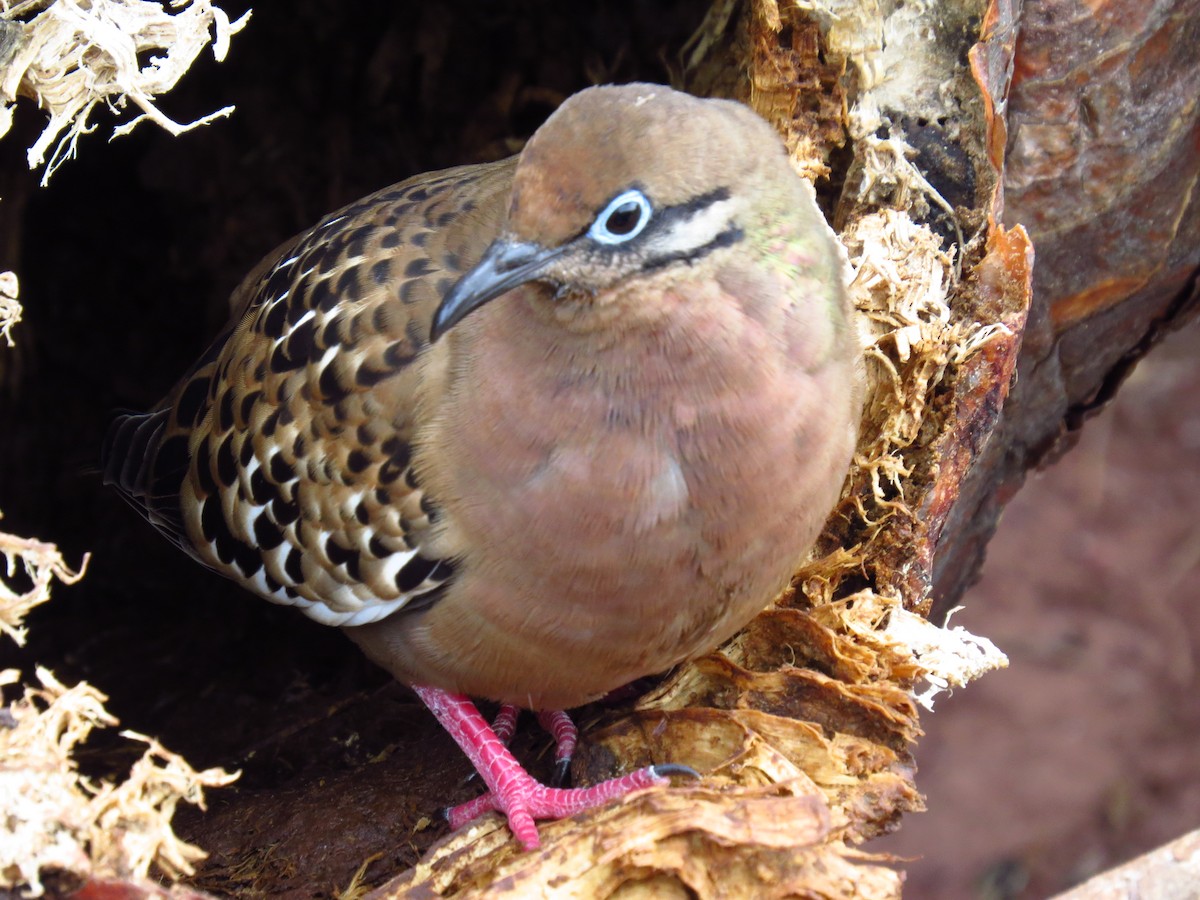 Galapagos Dove - ML640114295