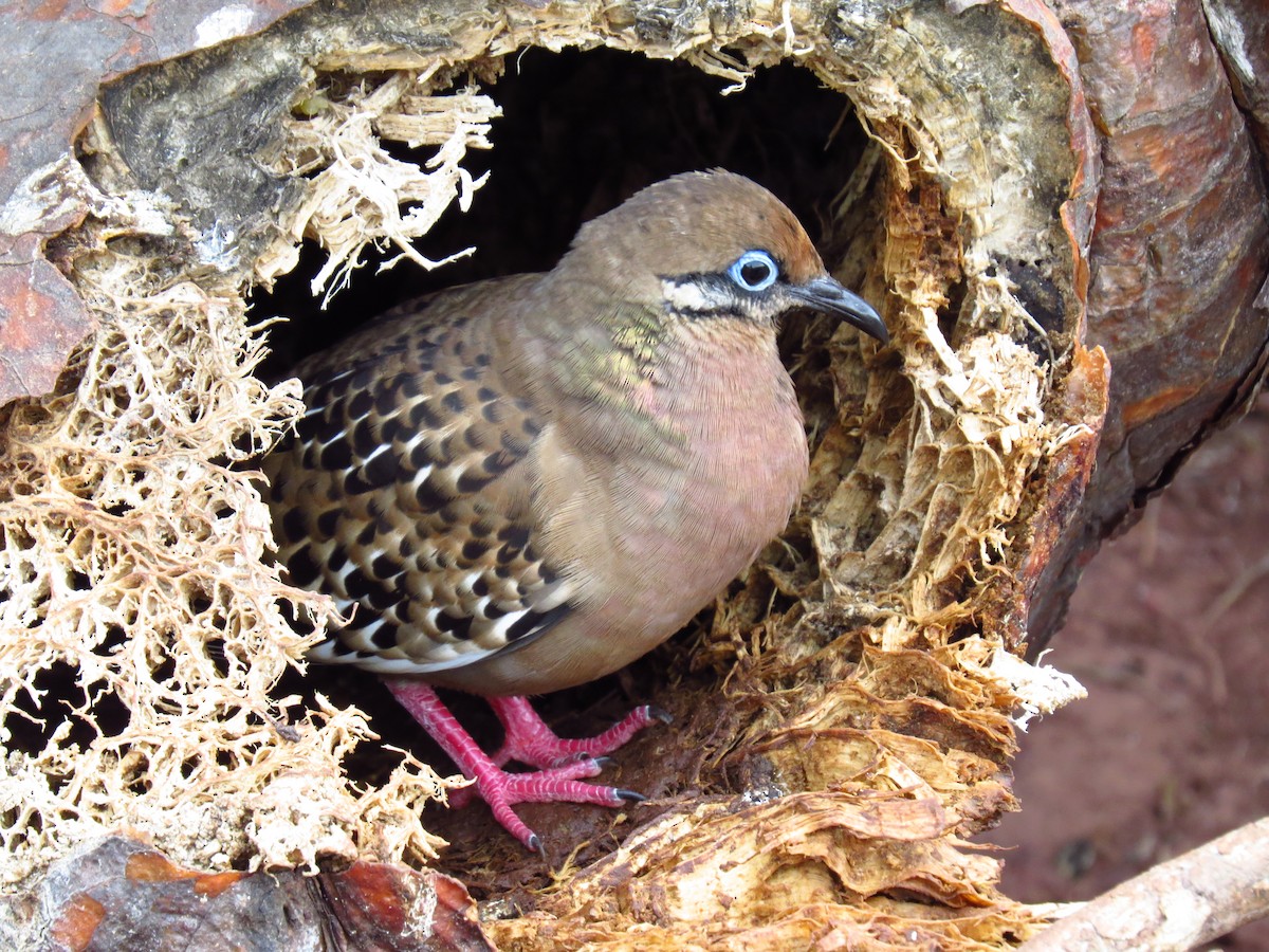 Galapagos Dove - ML640114296