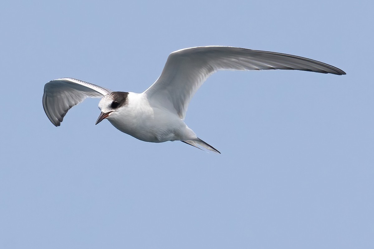 Arctic Tern - ML640114353