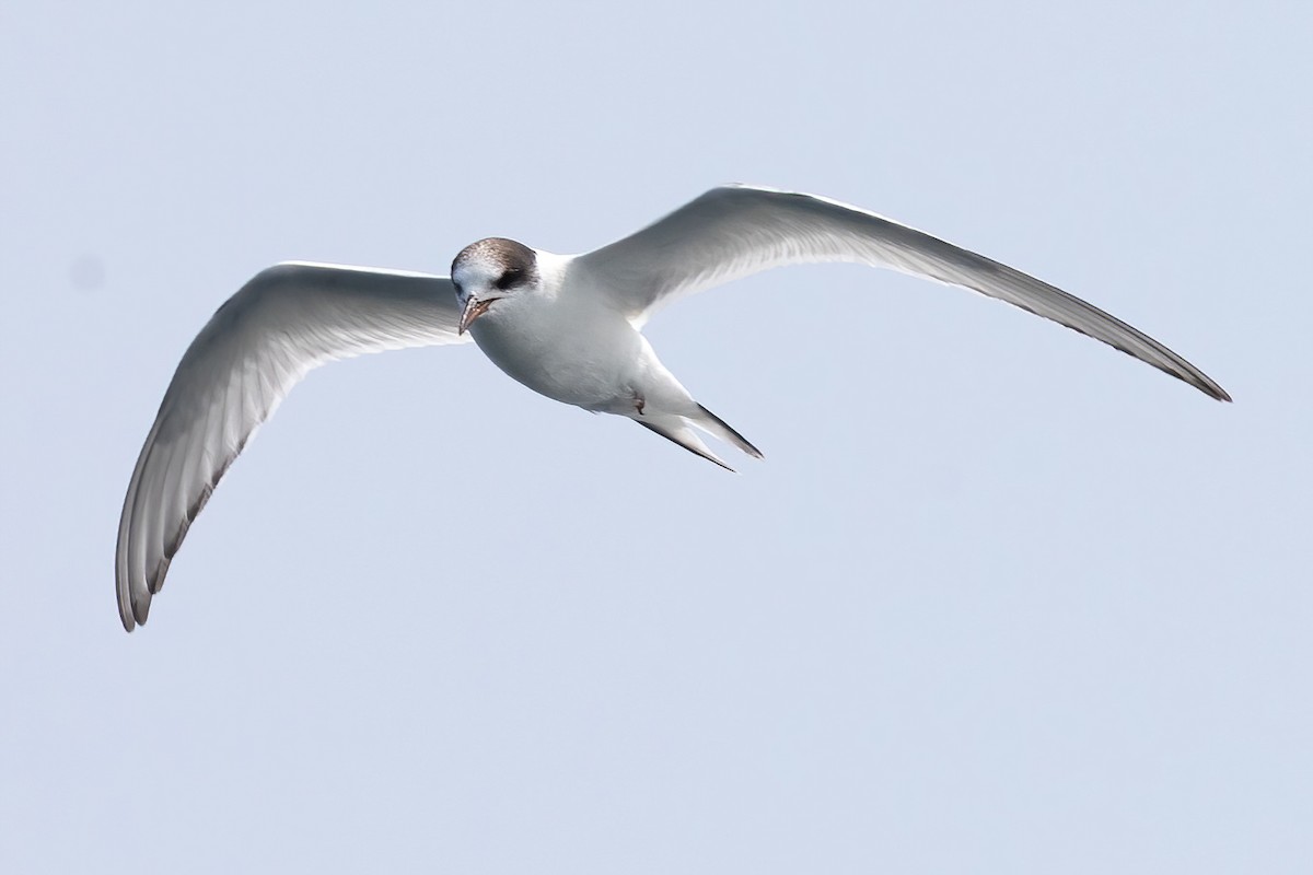 Arctic Tern - ML640114354