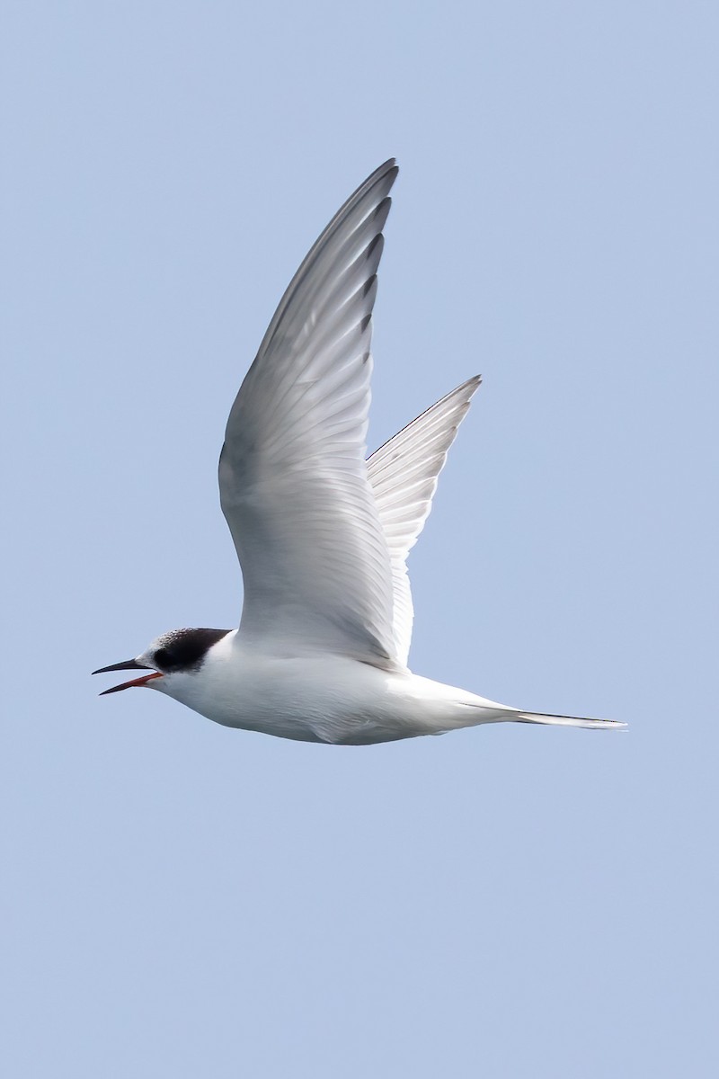 Arctic Tern - ML640114355