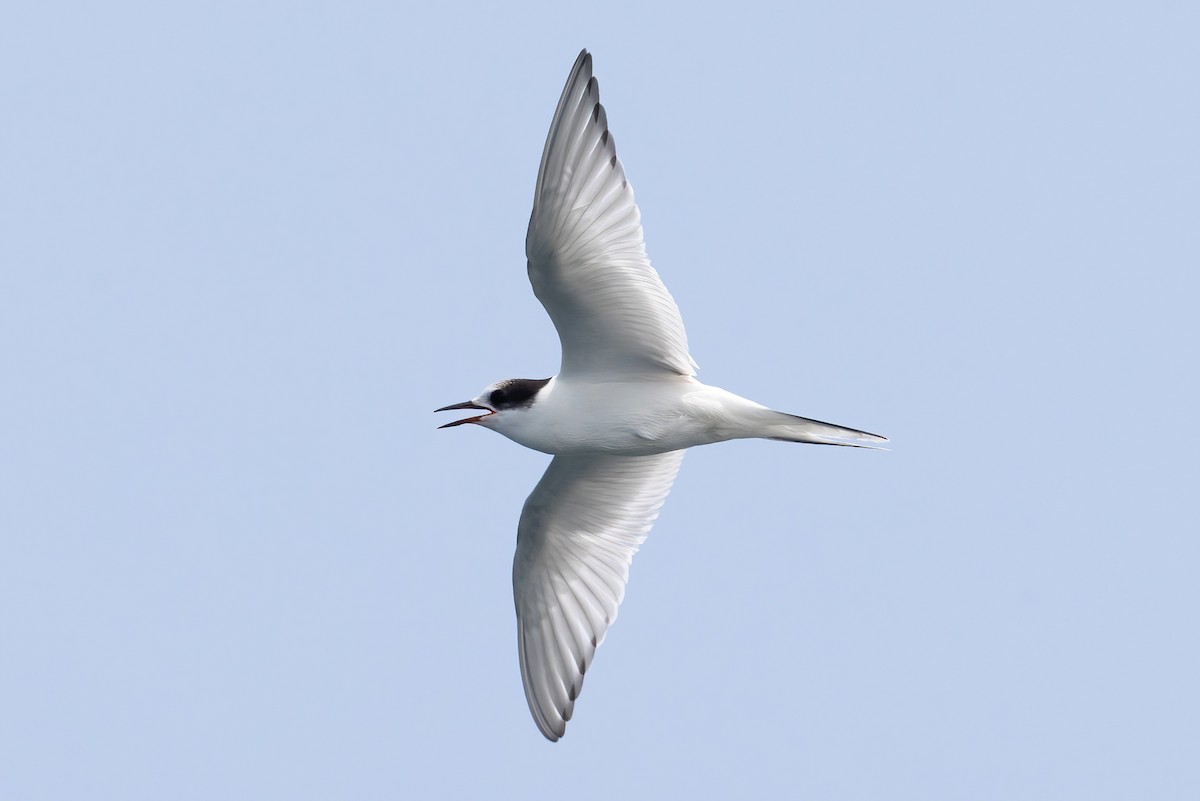 Arctic Tern - ML640114356