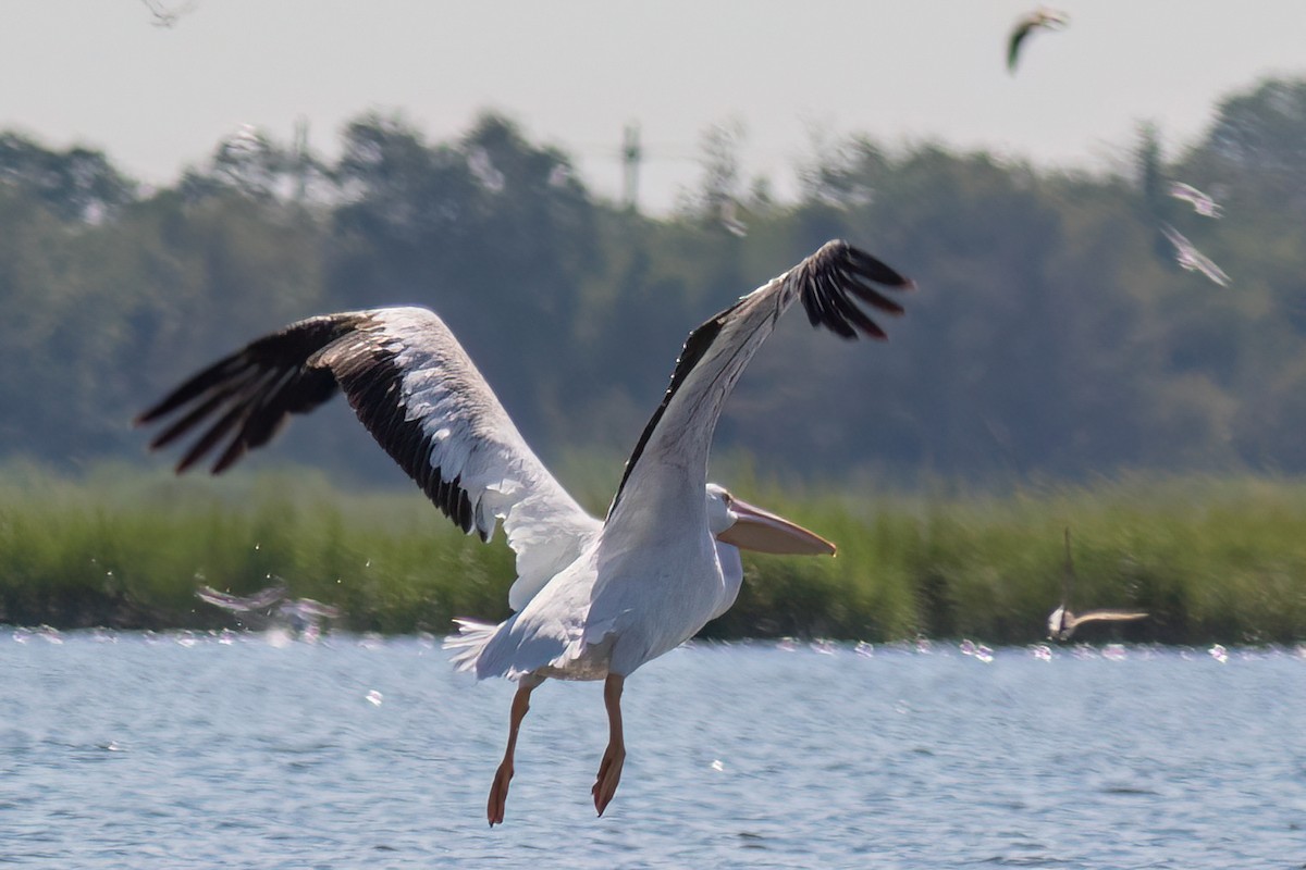 American White Pelican - ML640114392
