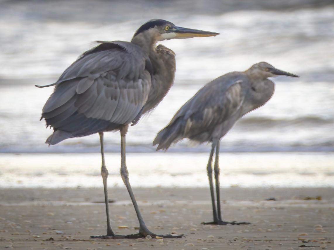 Reddish Egret - ML640114394