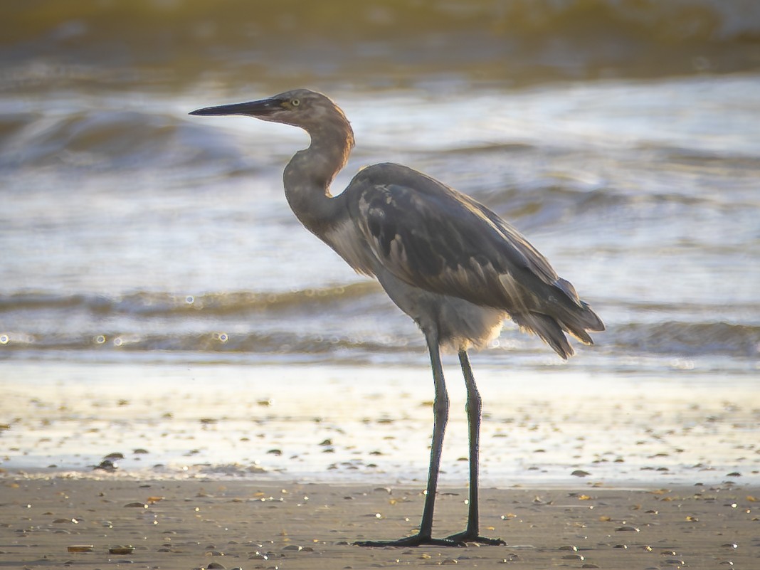 Reddish Egret - ML640114395