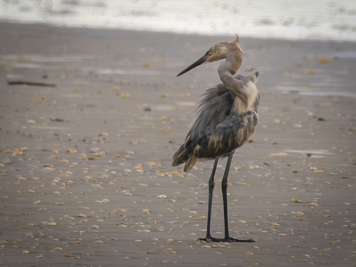 Reddish Egret - ML640114396