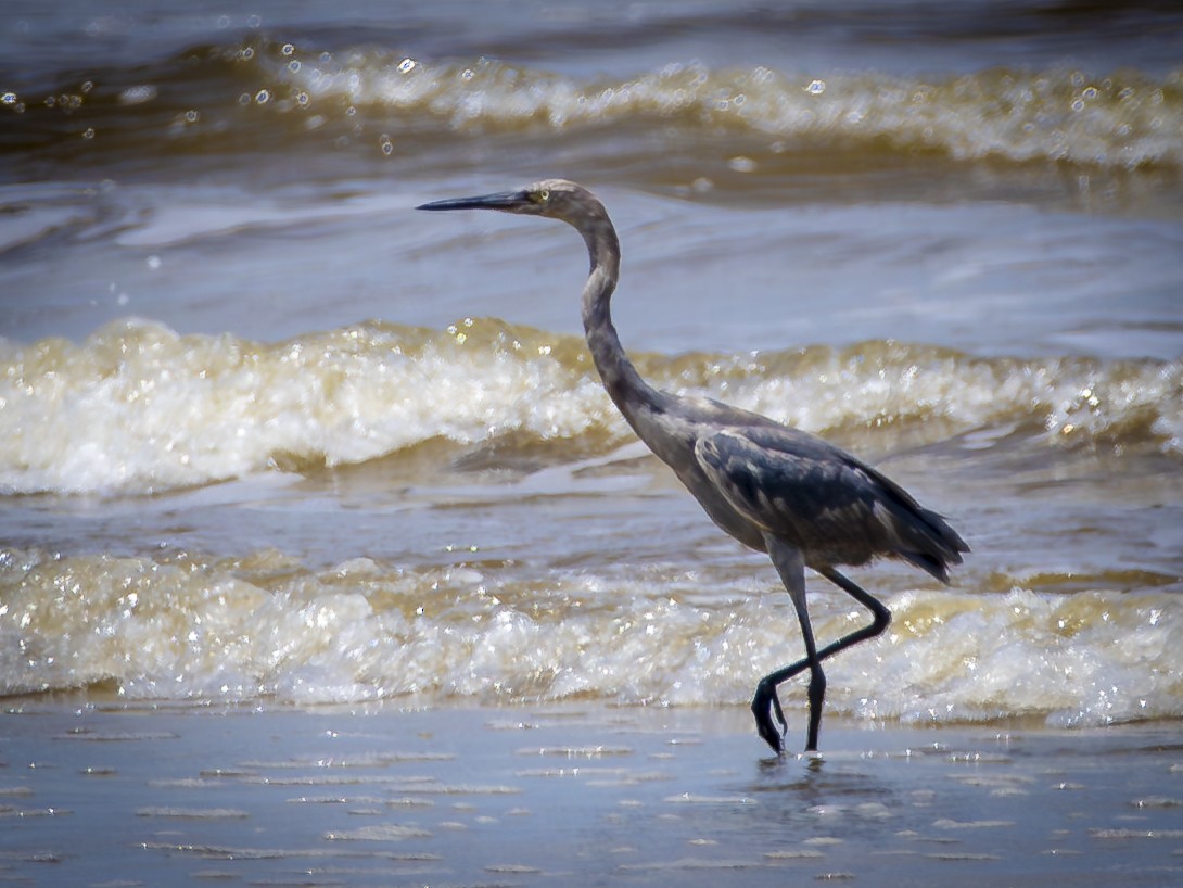 Reddish Egret - ML640114397