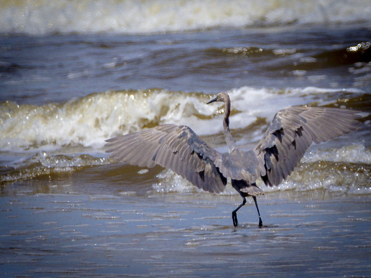 Reddish Egret - ML640114399