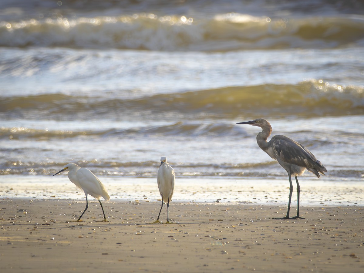 Reddish Egret - ML640114401
