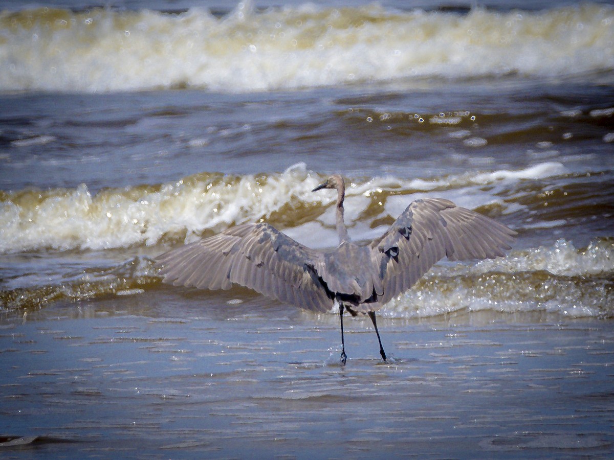 Reddish Egret - ML640114403