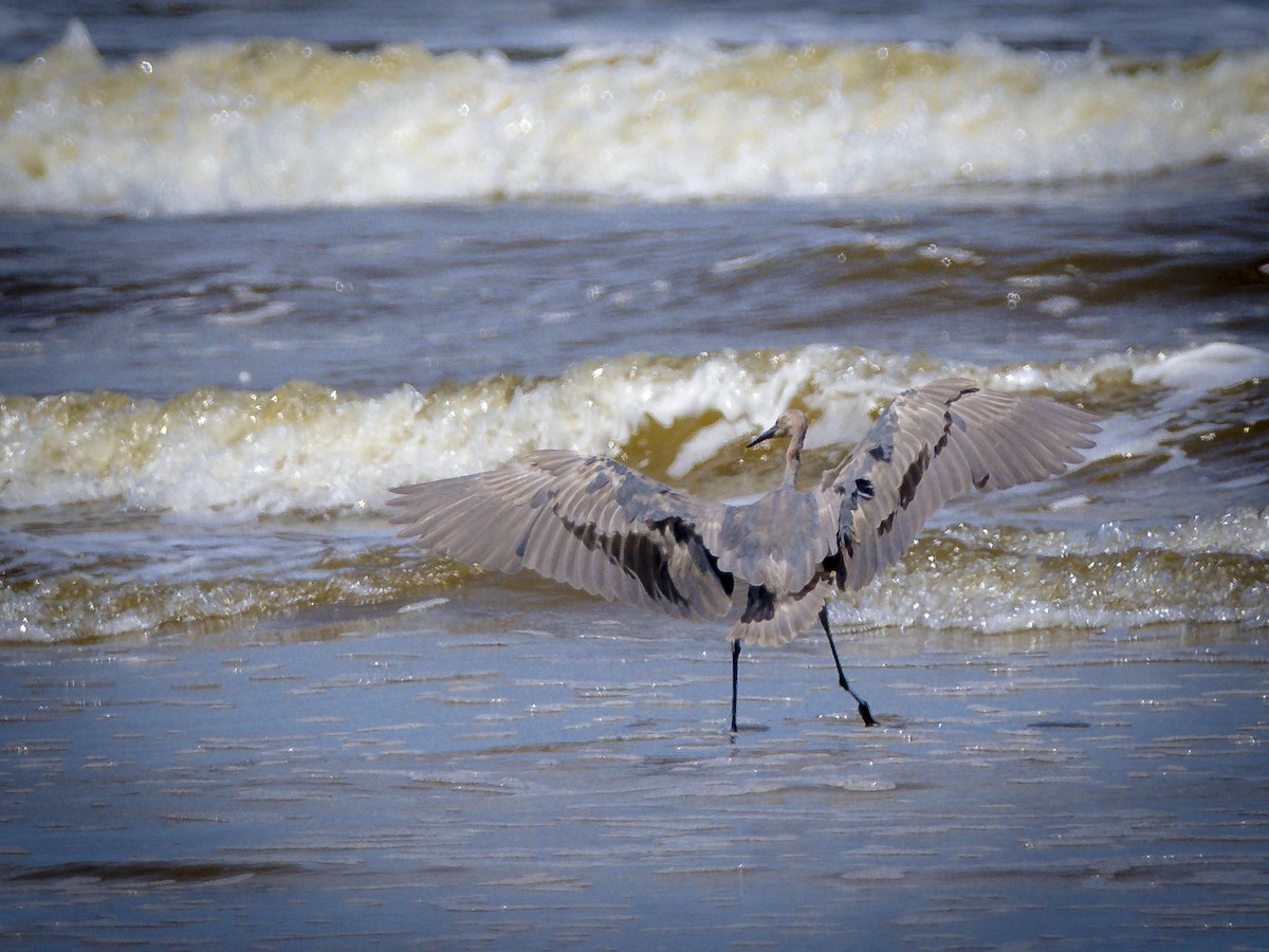 Reddish Egret - ML640114404