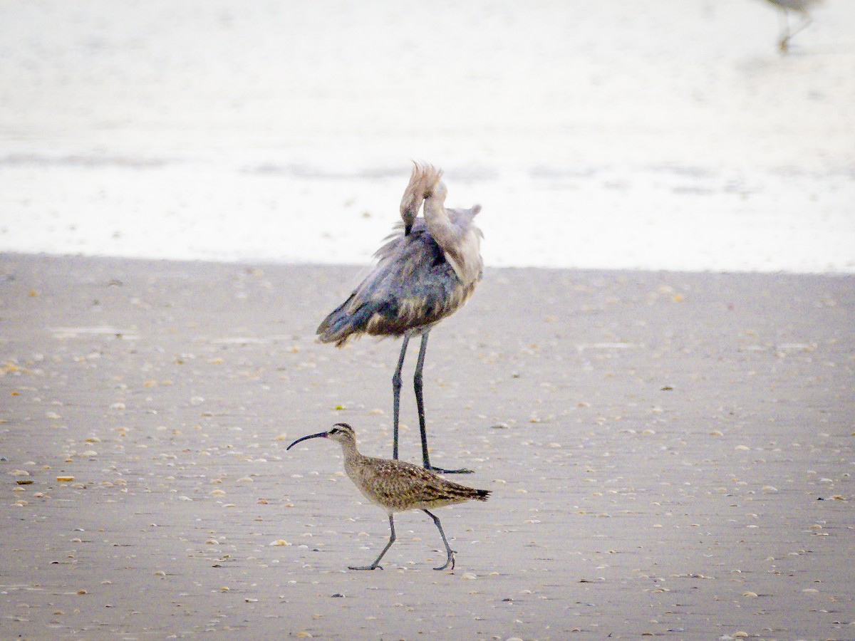 Reddish Egret - ML640114405