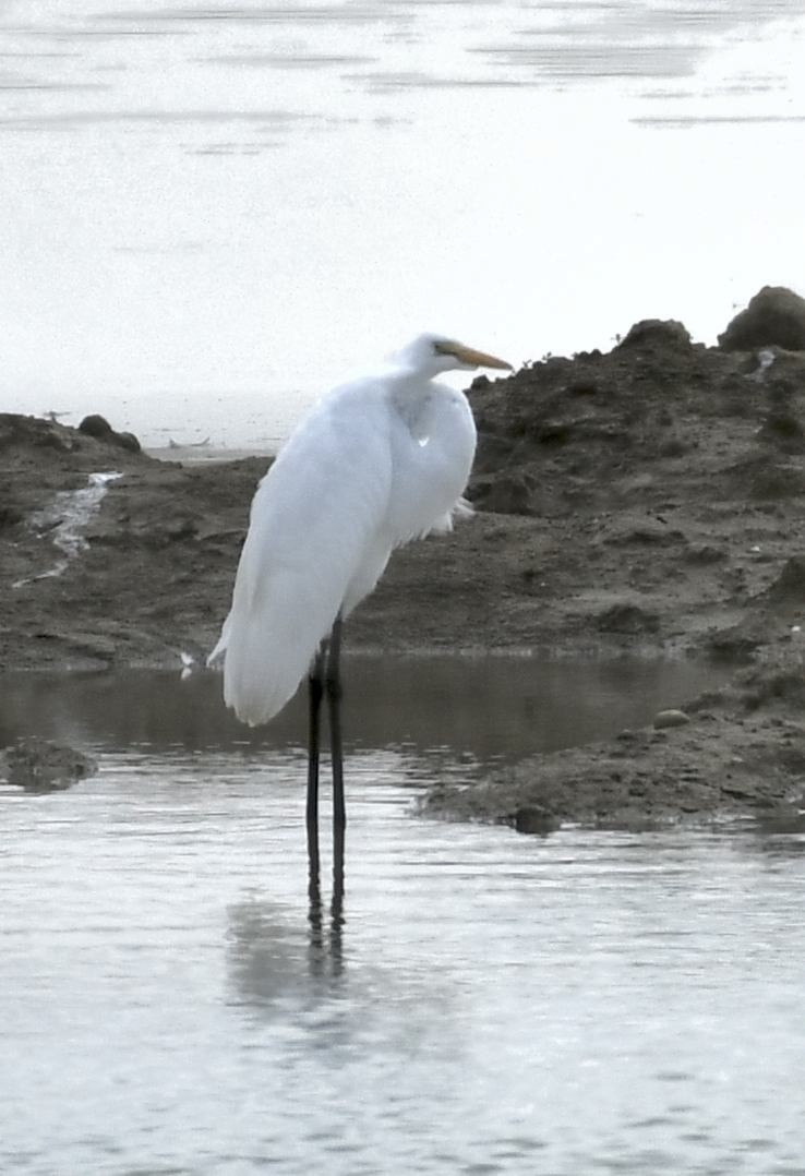 Grande Aigrette - ML640114415