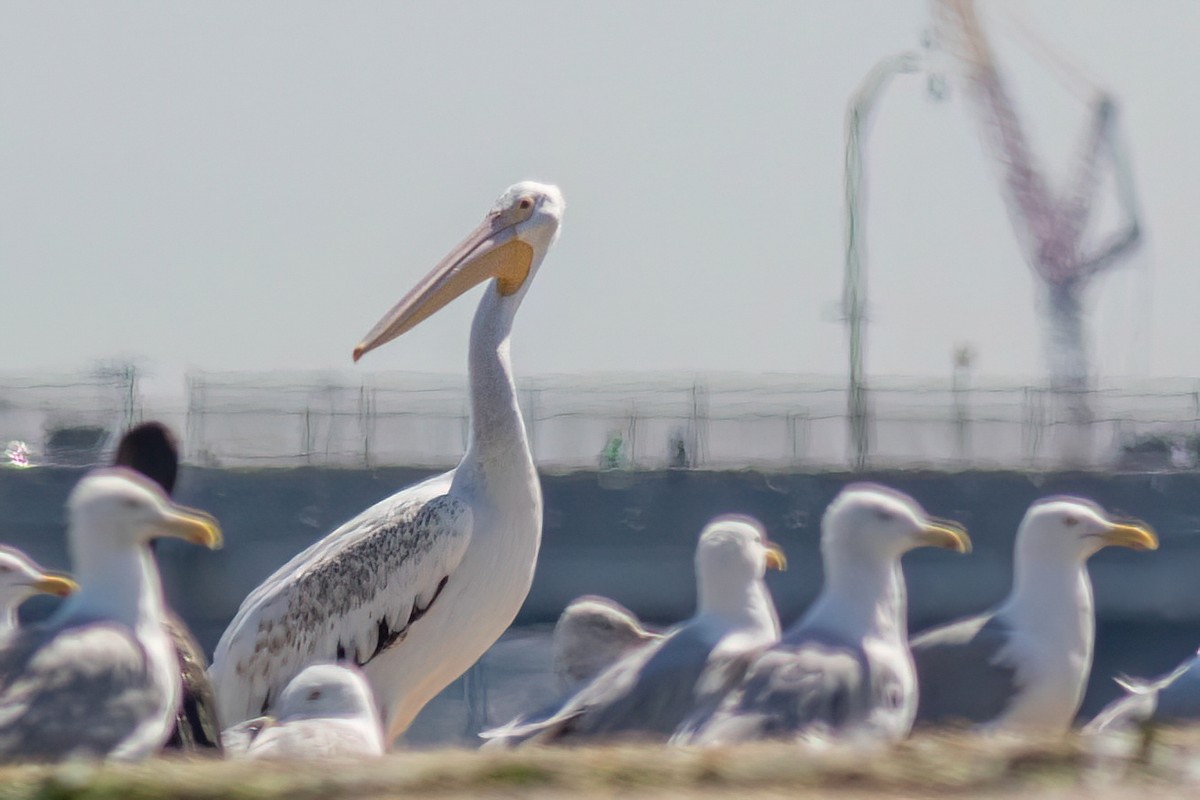 American White Pelican - ML640114446