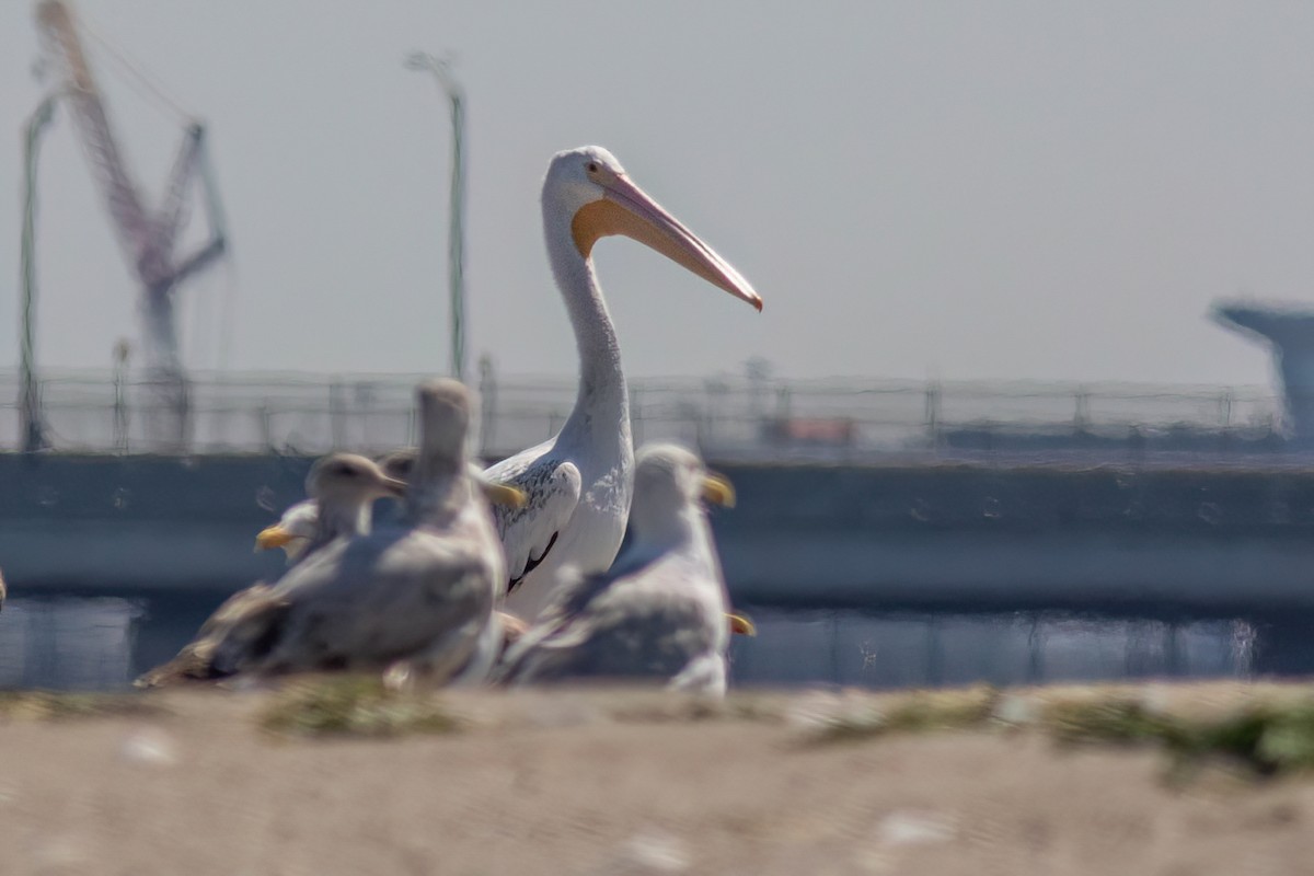 American White Pelican - ML640114447