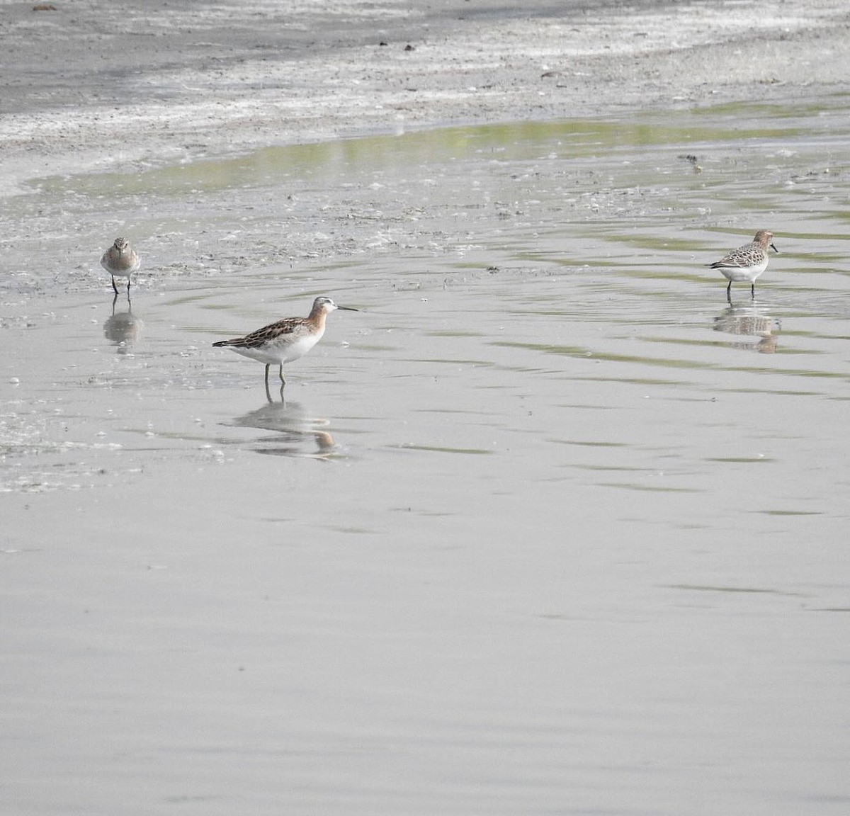 Wilson's Phalarope - ML640114487