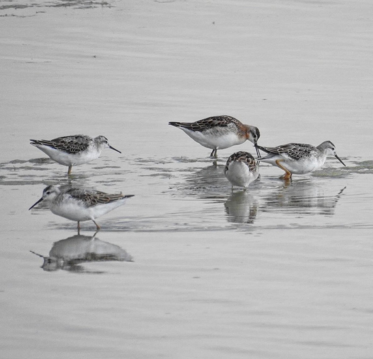 Wilson's Phalarope - ML640114488