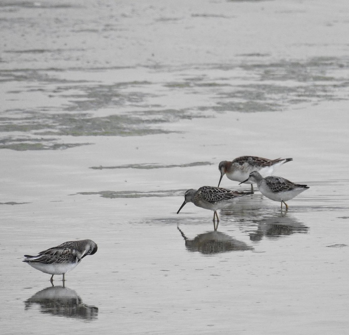 Wilson's Phalarope - ML640114489