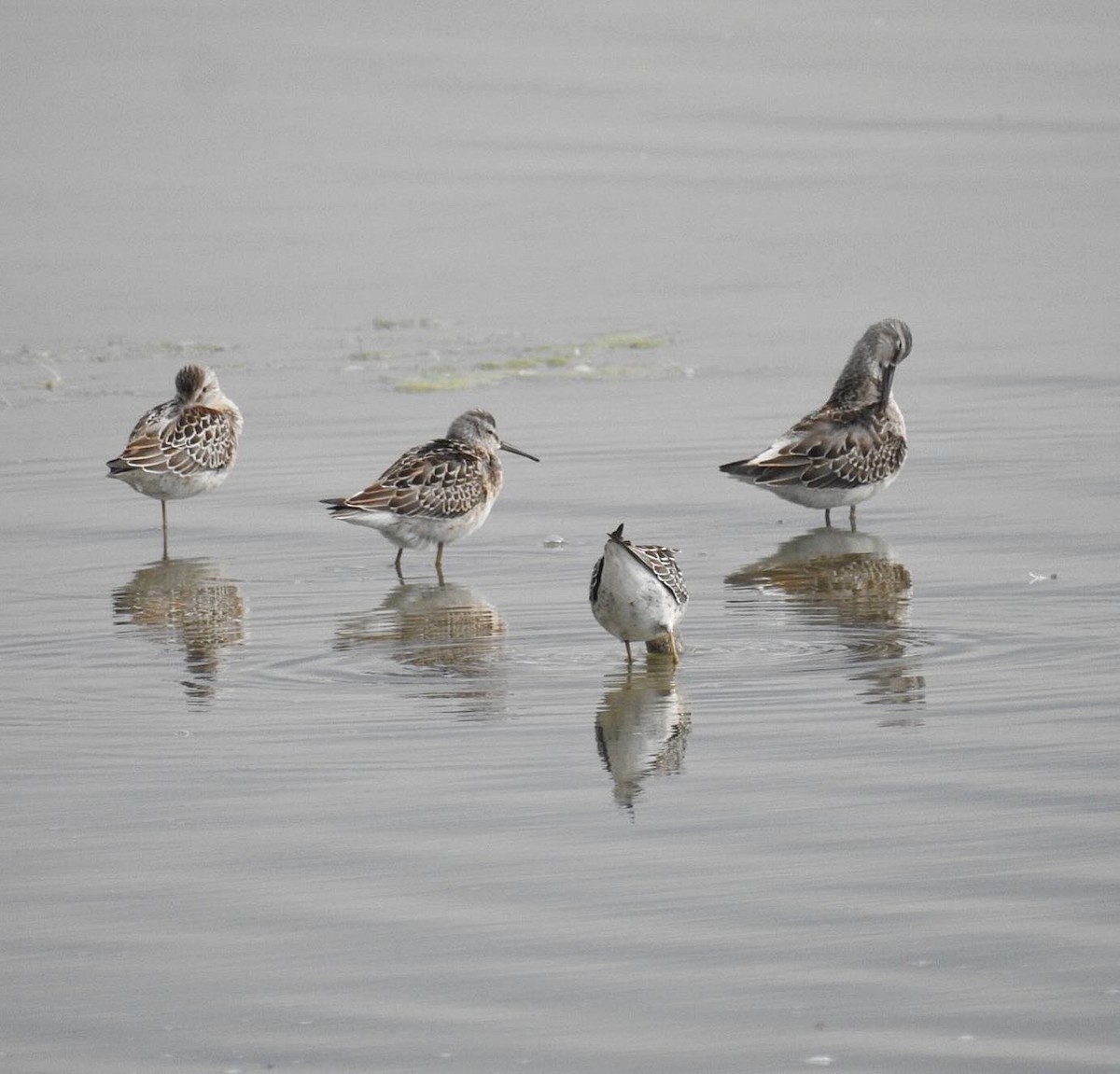 Stilt Sandpiper - ML640114503