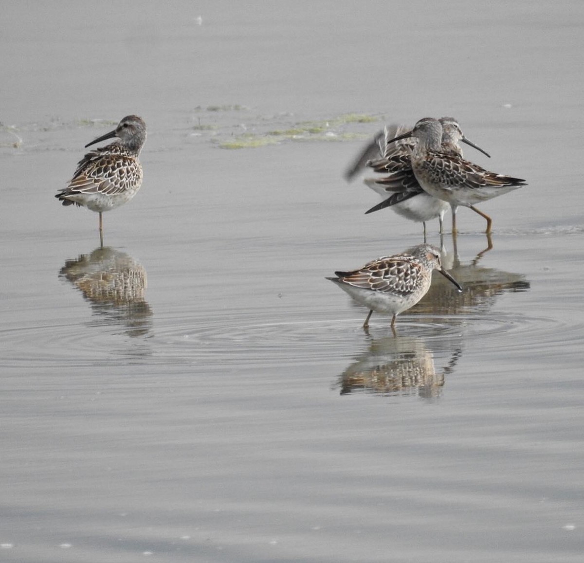 Stilt Sandpiper - ML640114505
