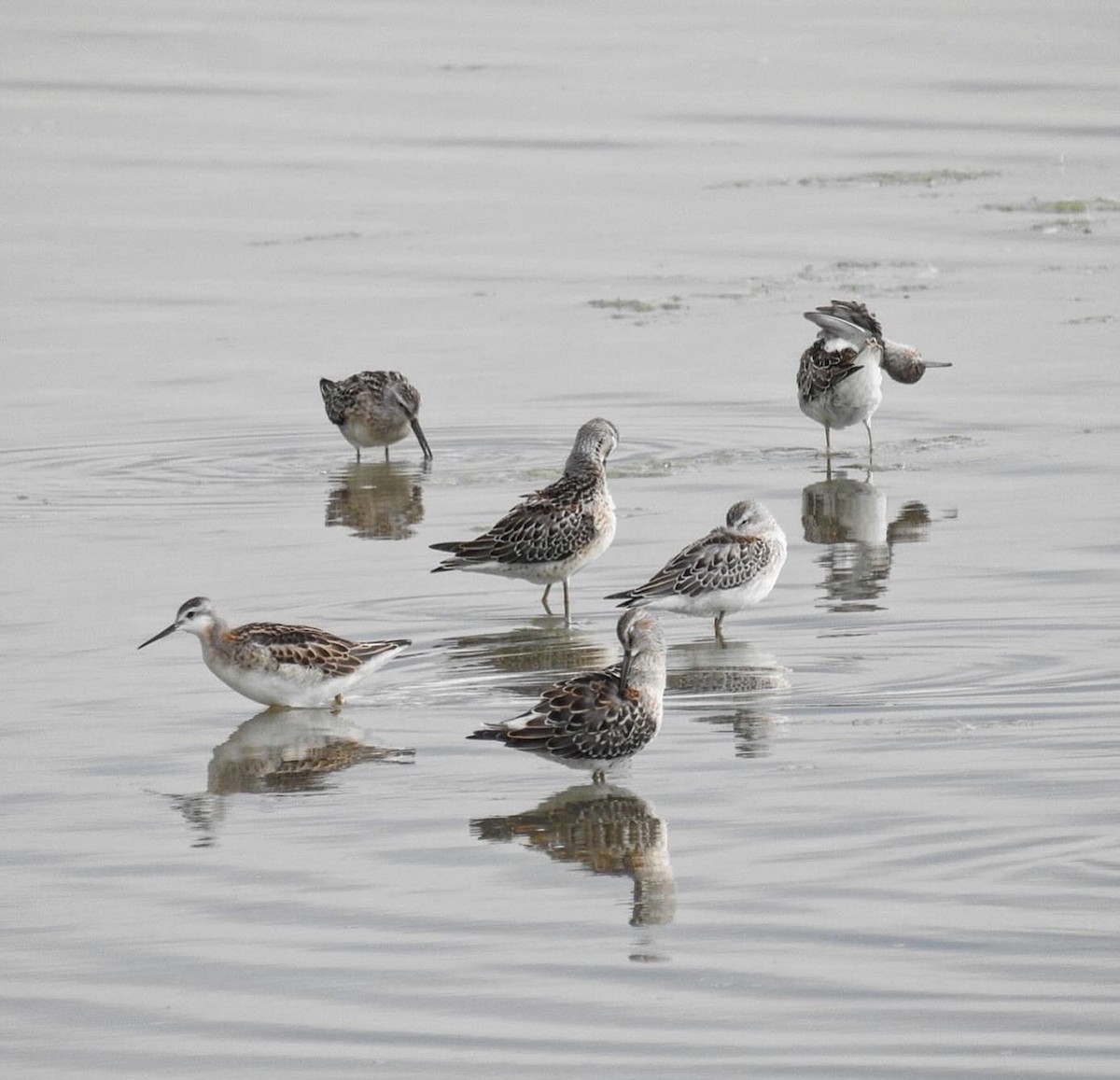 Stilt Sandpiper - ML640114507