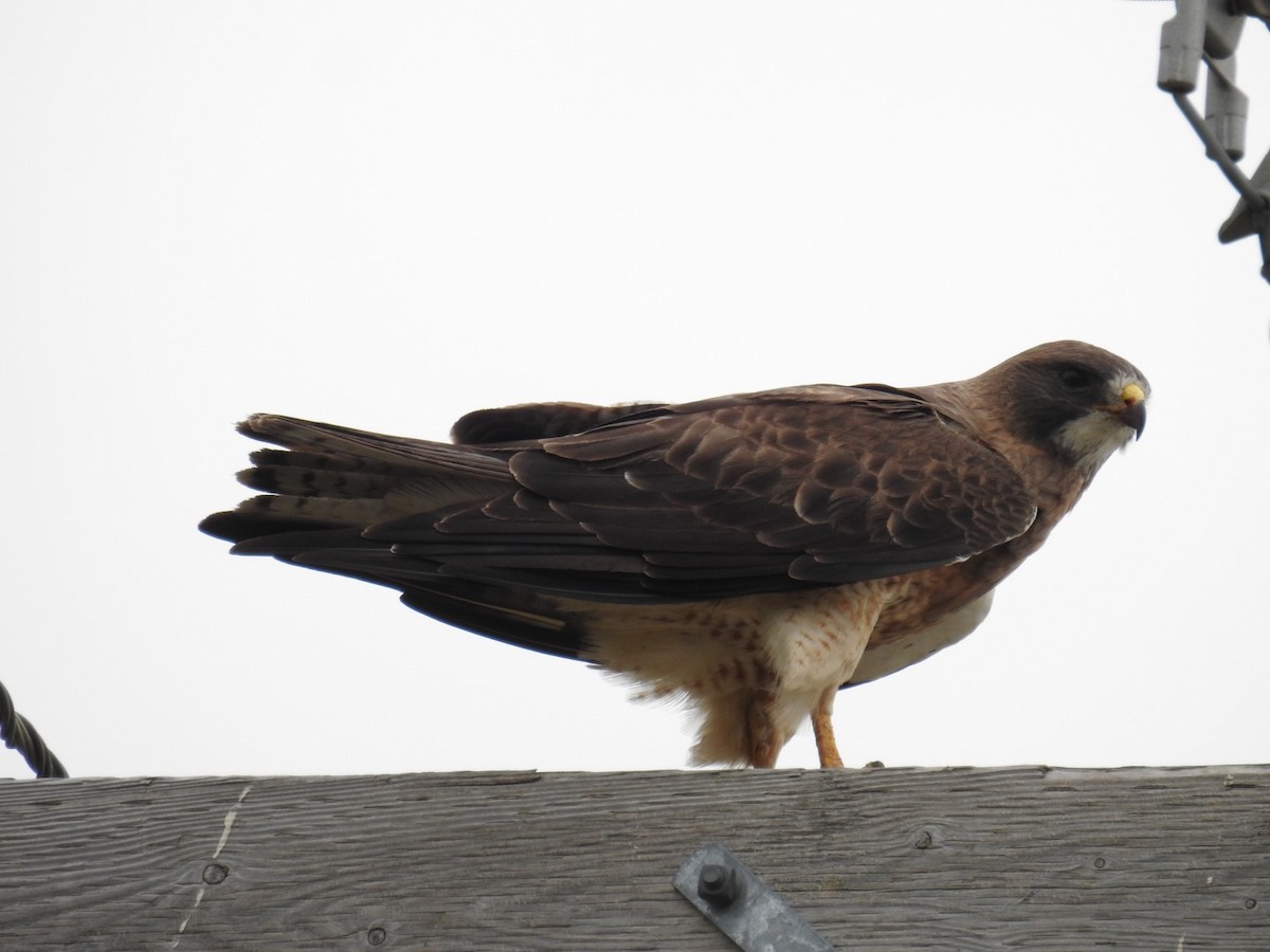 Swainson's Hawk - ML640114520
