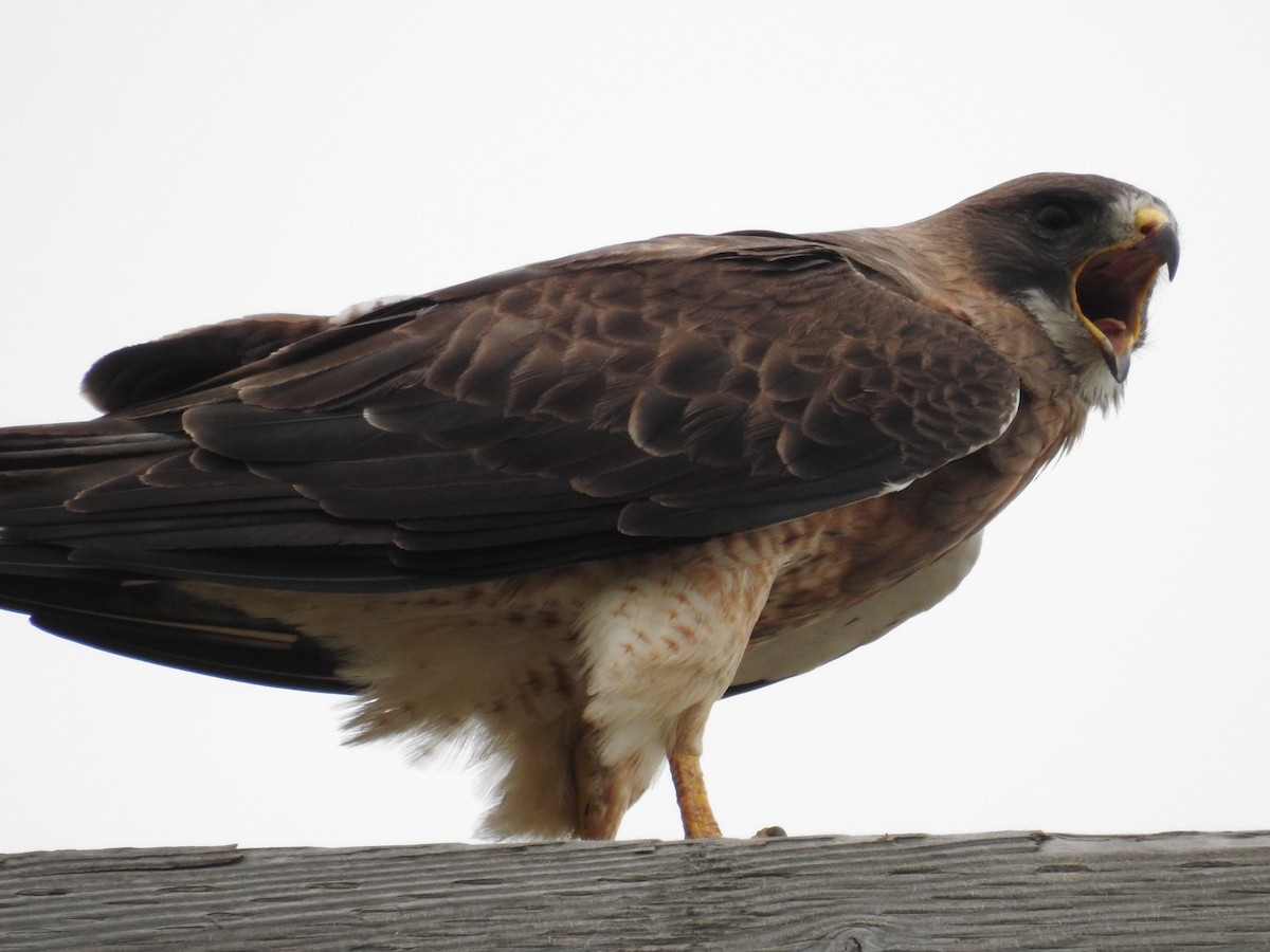 Swainson's Hawk - ML640114521