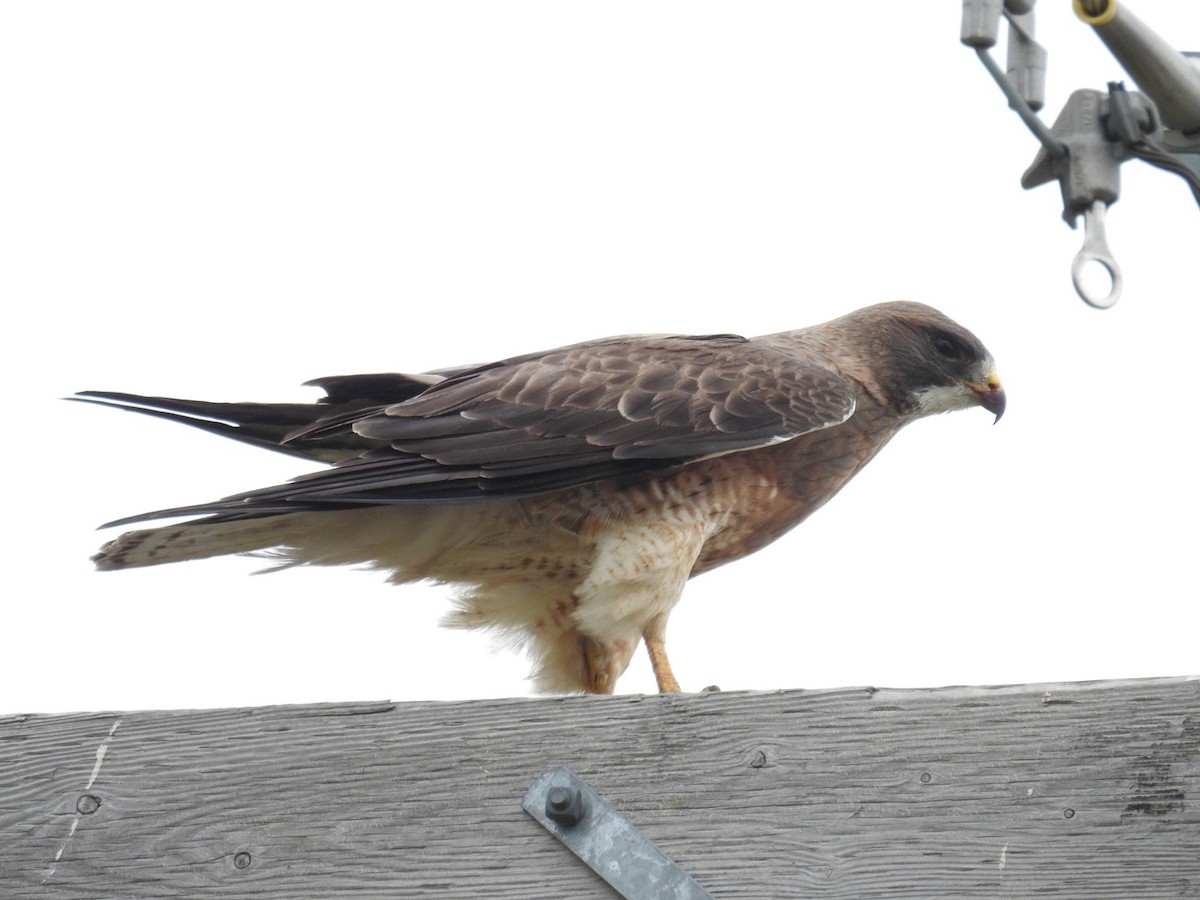 Swainson's Hawk - ML640114522