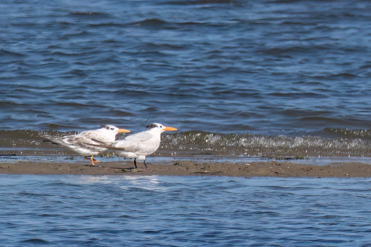 Royal Tern - ML640114526