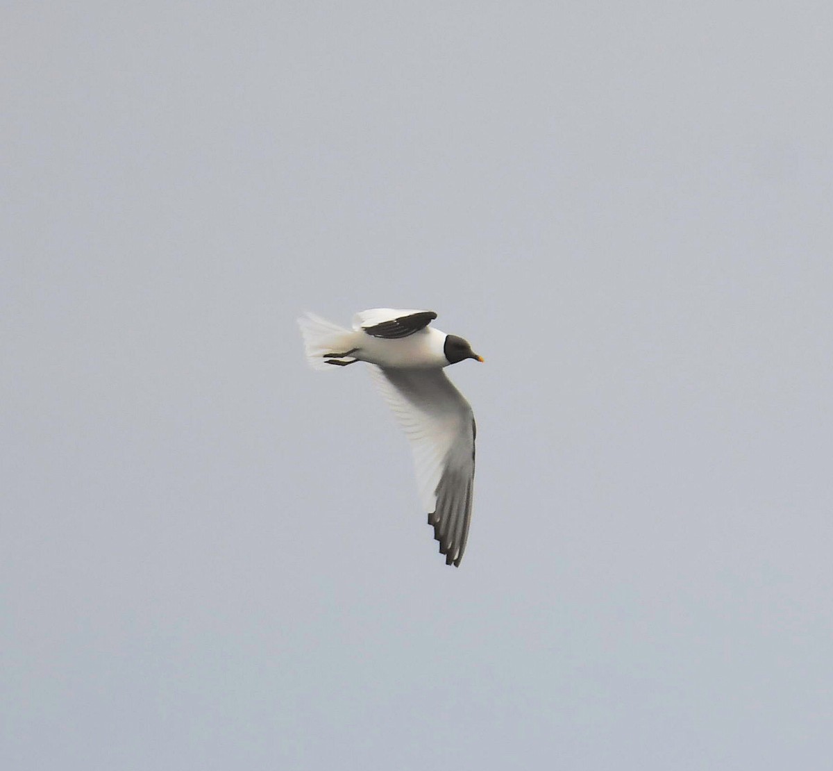 Sabine's Gull - ML640114532