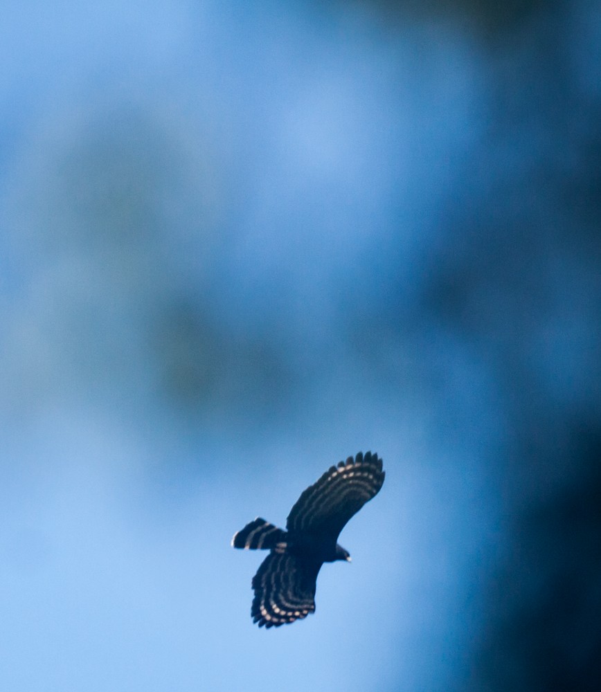 orel černý - ML640114538