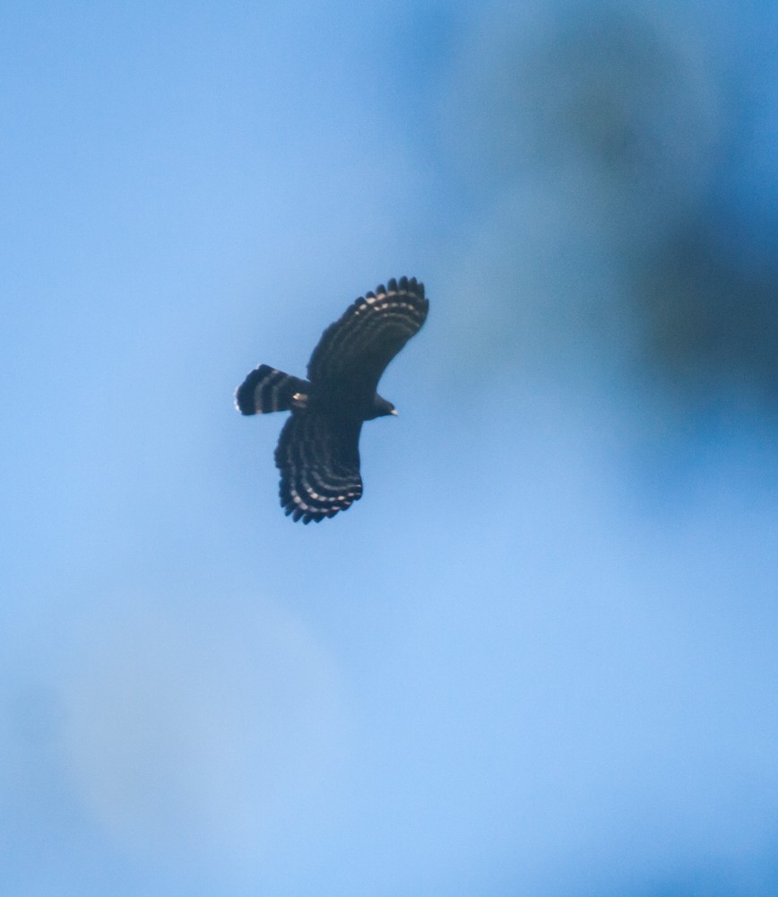 orel černý - ML640114539