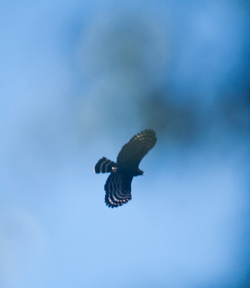 orel černý - ML640114540