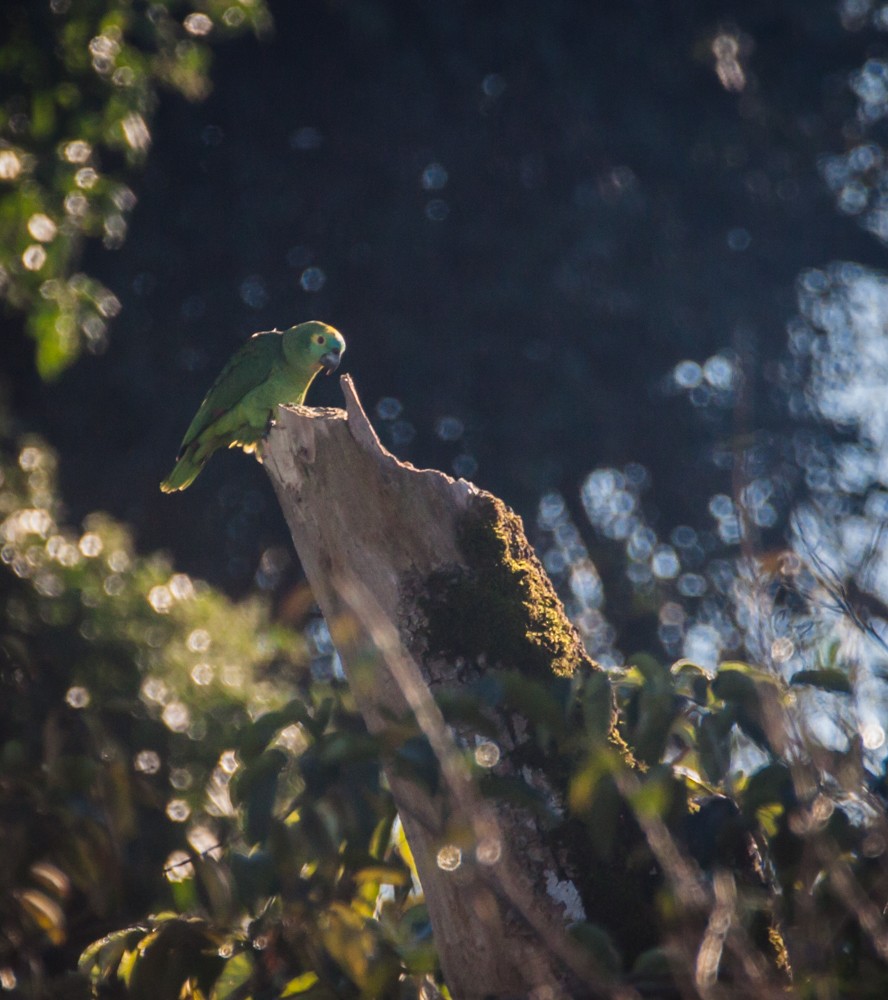 amazoňan modročelý - ML640114570