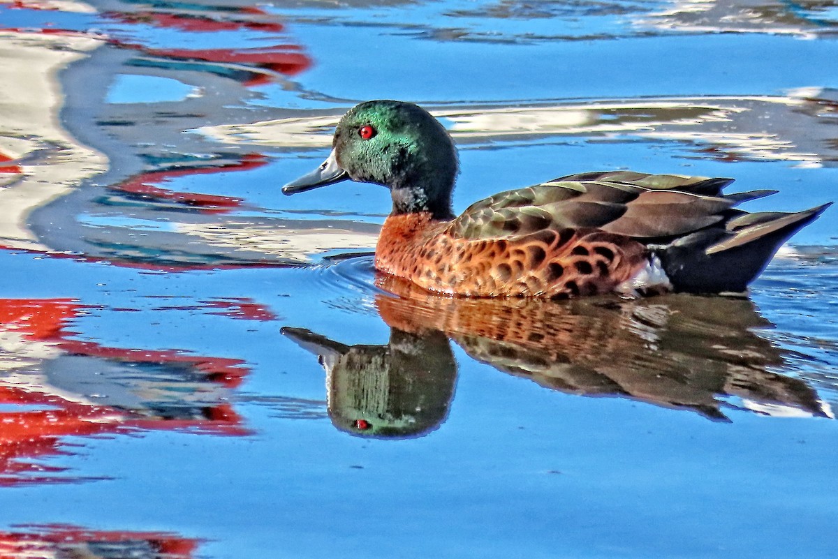 Chestnut Teal - ML640114575