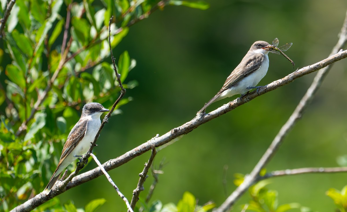 Eastern Kingbird - ML640114578