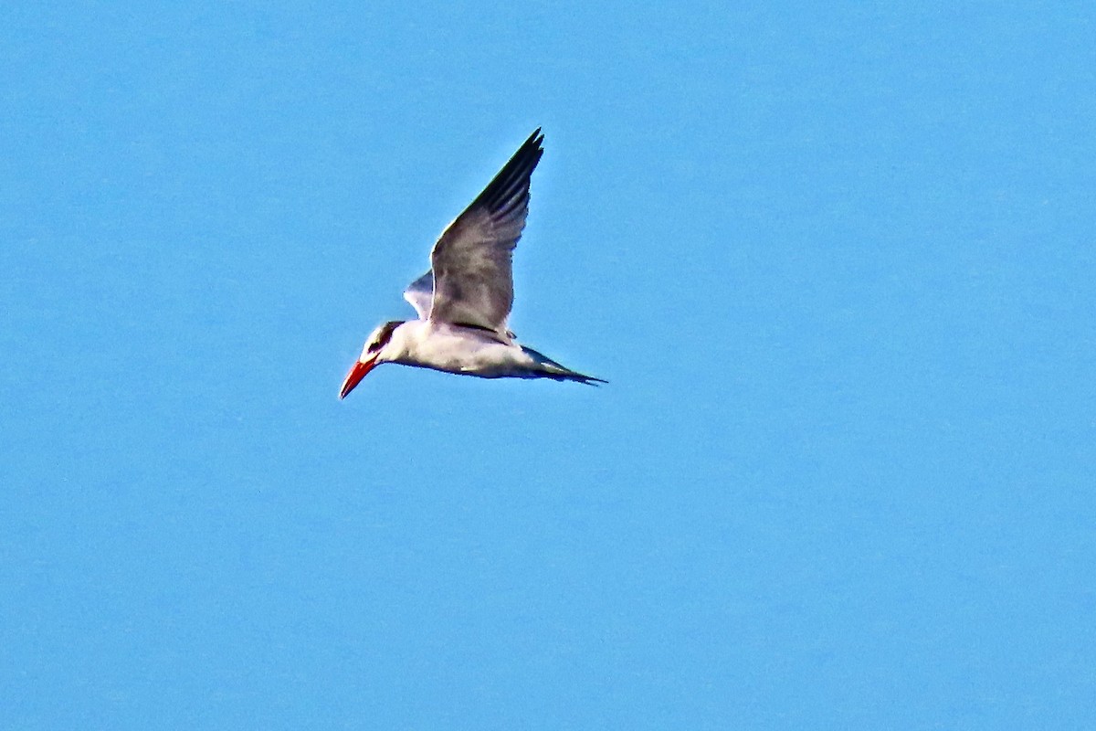 Caspian Tern - ML640114588