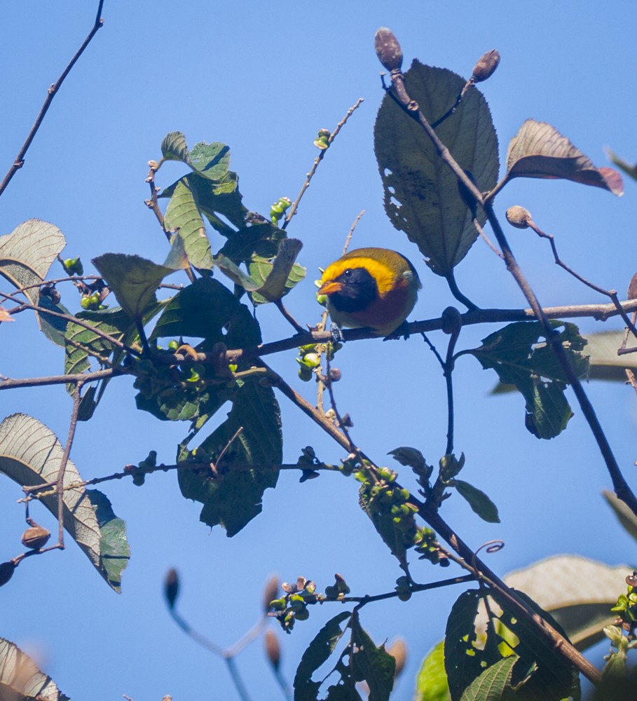 Guira Tanager - ML640114603