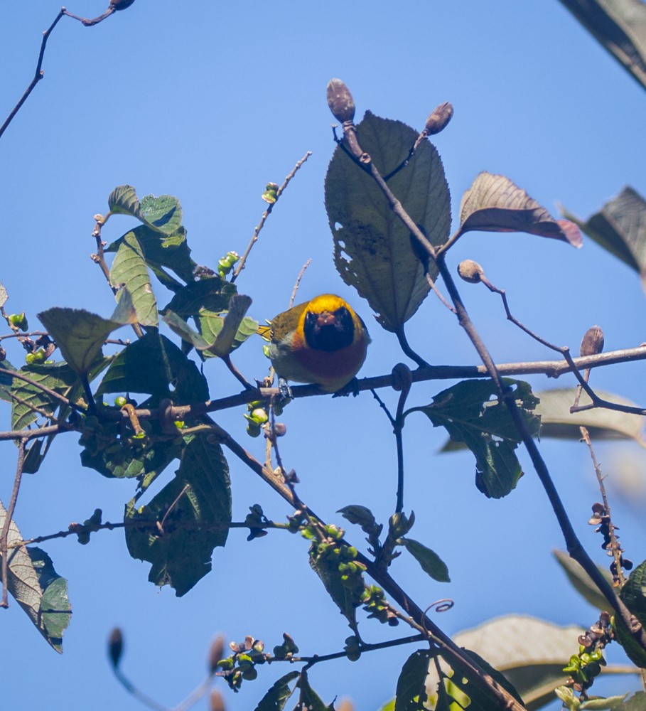 Guira Tanager - ML640114604