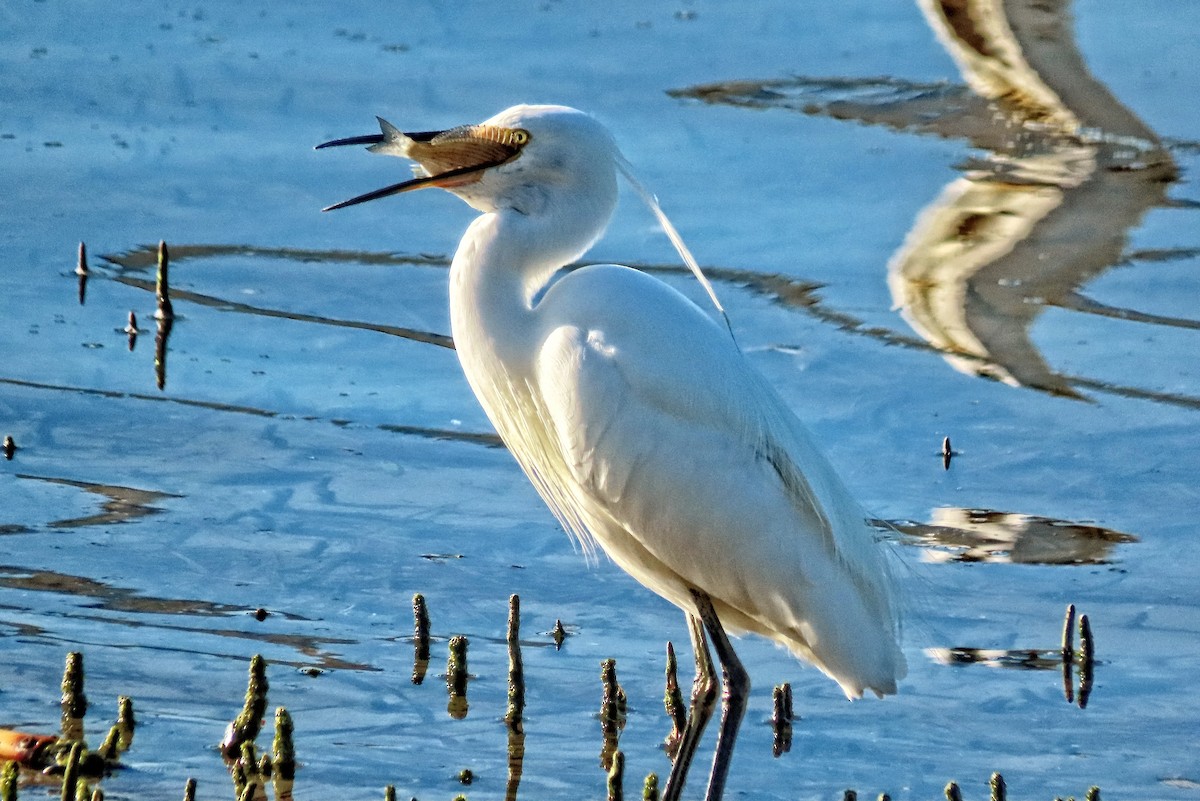 Little Egret - ML640114611