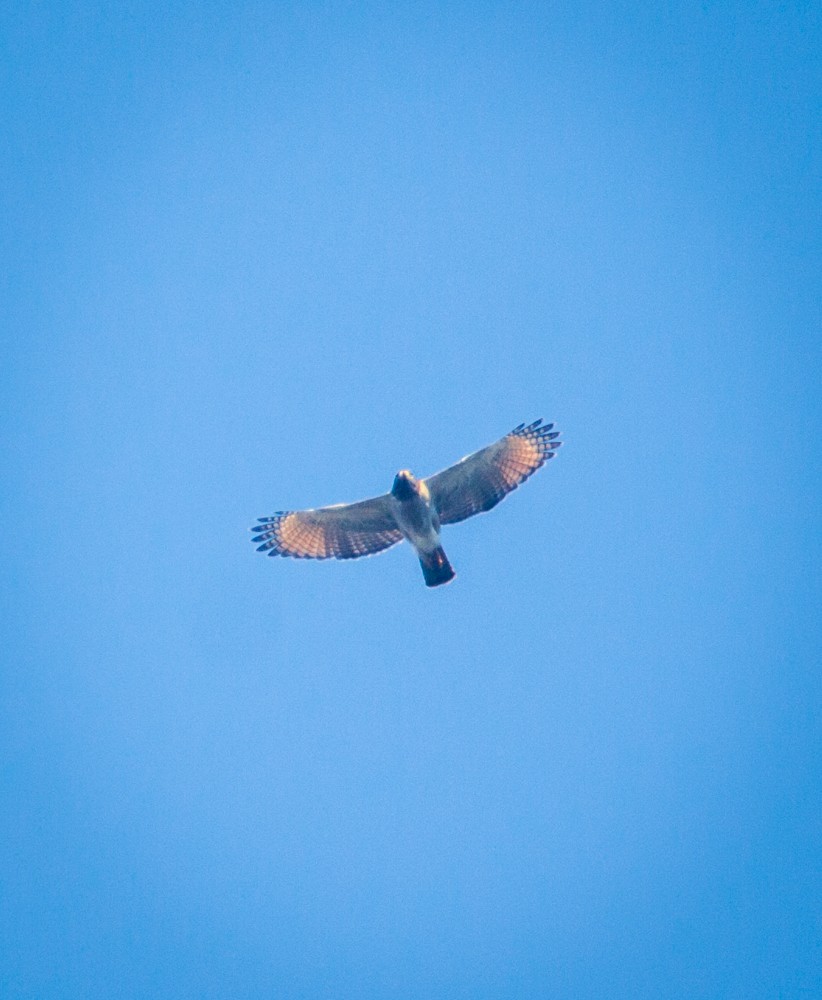 káně krahujová - ML640114628