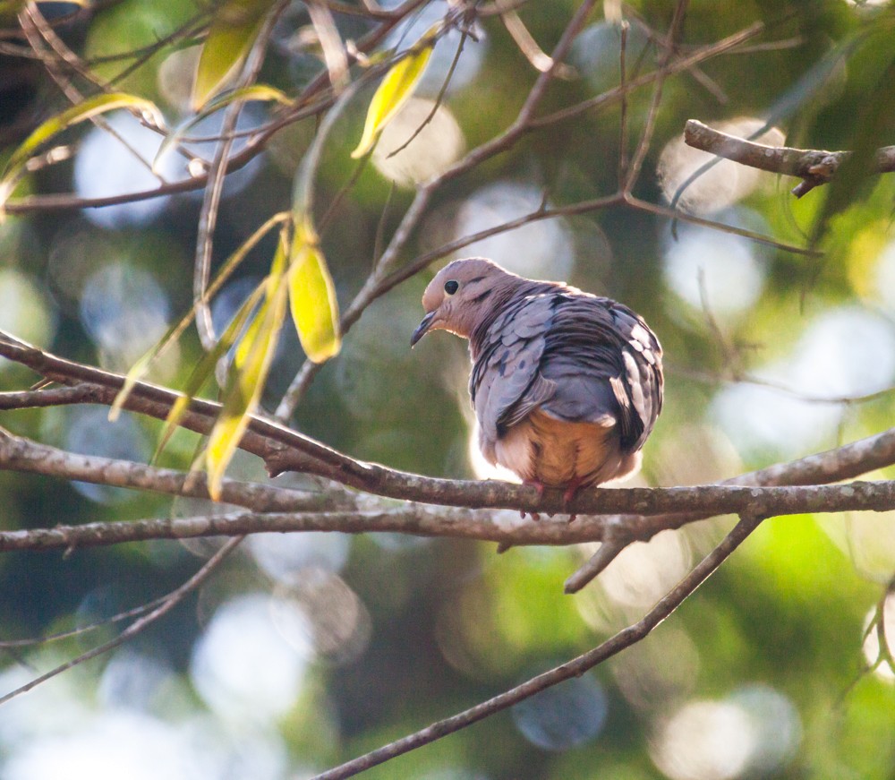 hrdlička černouchá - ML640114652