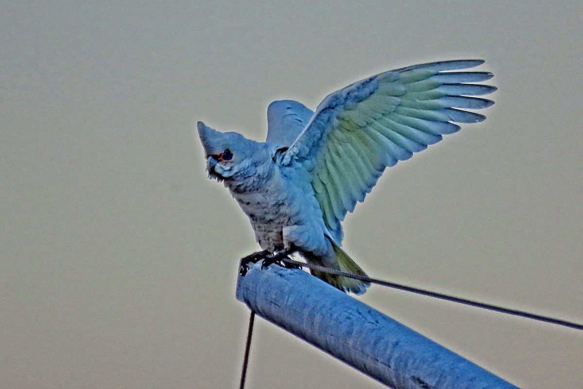 Little Corella - ML640114662